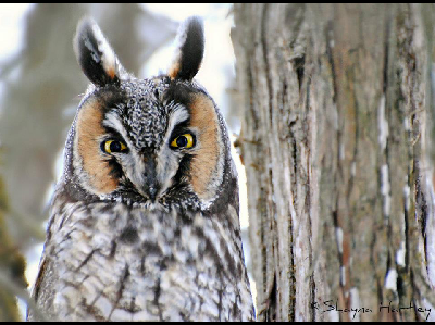 Owl  -  Long-eared Owl